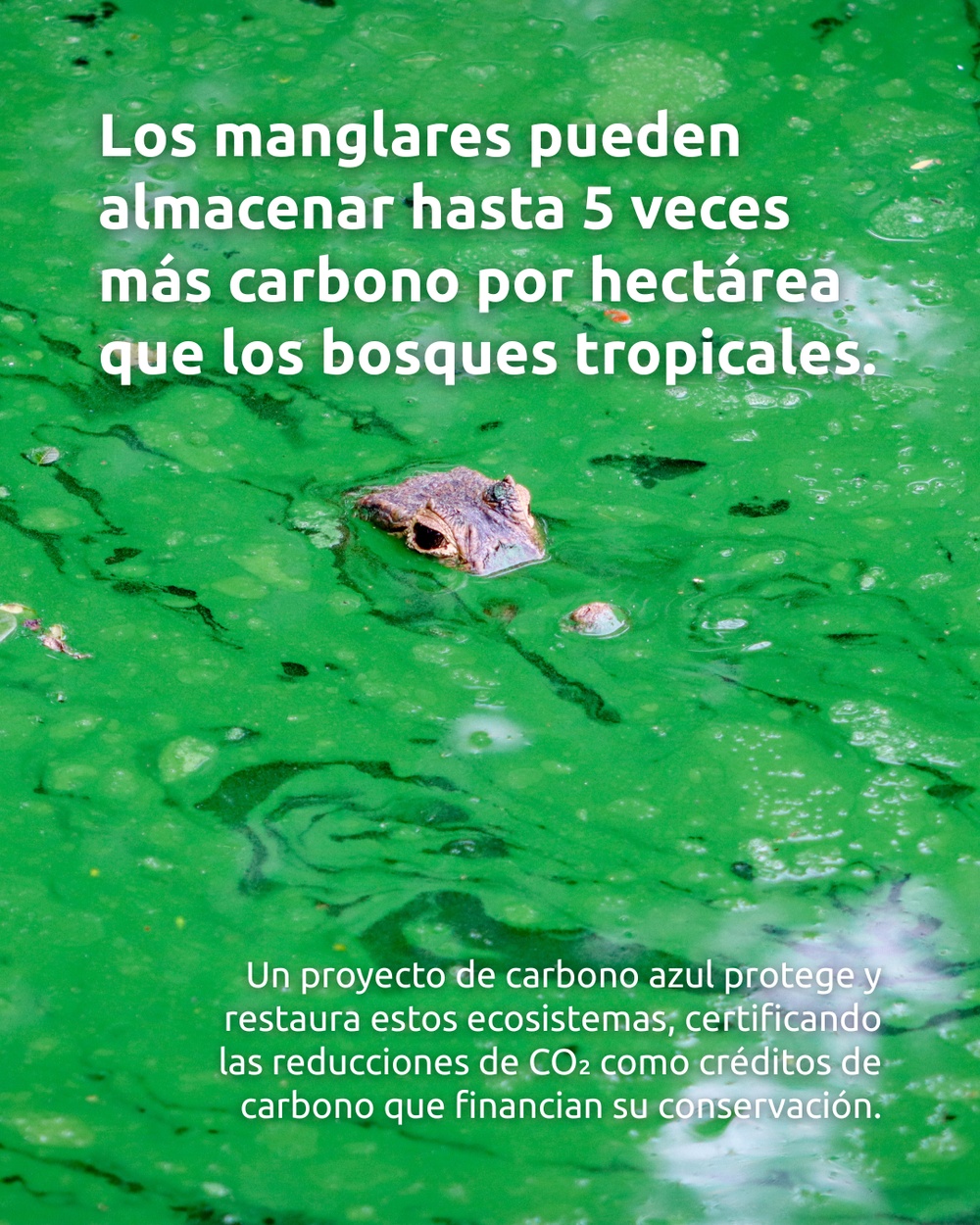 Slide 2 infografía 2